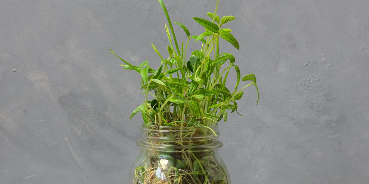 Growing Microgreens In A Jar